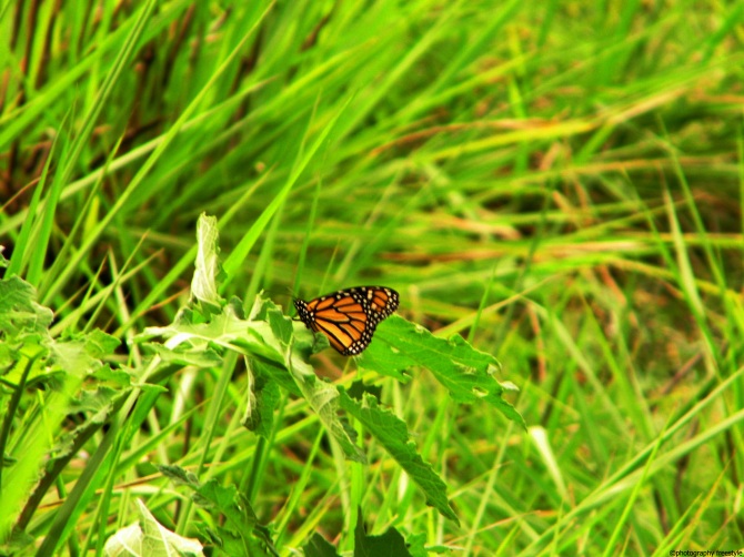 monarch butterlfy